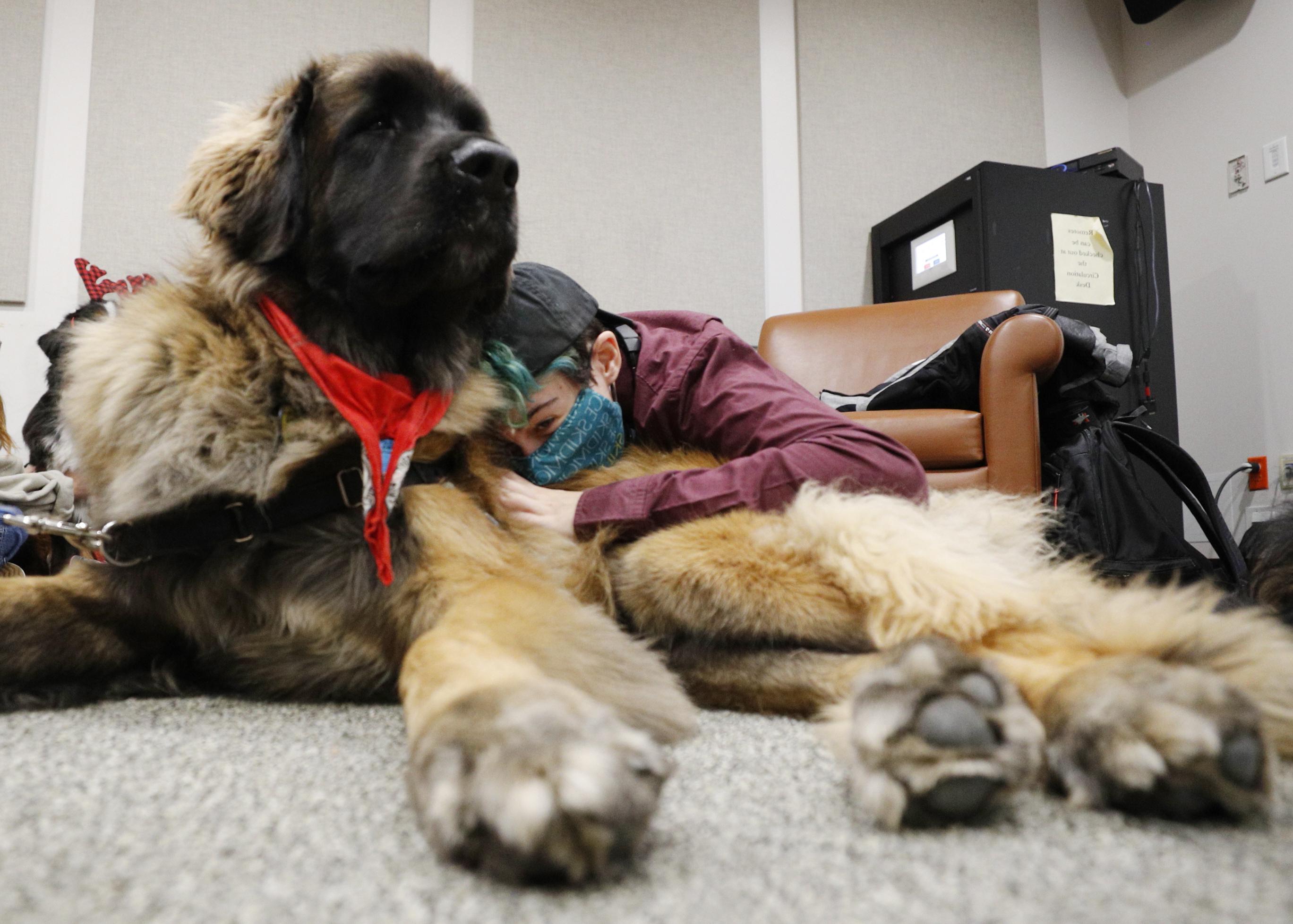 Phoenix Goldenberg ’25 cuddles up to one of Skidmore's emotional support dogs in Lucy Scribner Library.